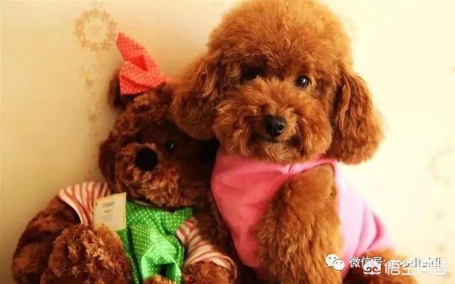 俊の泰迪熊犬舍地址:挑选泰迪犬有什么样的技巧吗？
