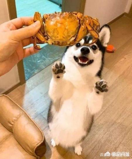 哥顿雪达犬小时候图片:为什么巴哥犬那么少人养？你知道其中的原因吗？