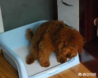 1岁泰迪犬怎么养:养泰迪犬每天都要做什么？