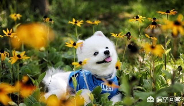 博美犬不能吃什么东西:博美吃什么可以补充营养？可以吃营养膏吗？ 博美犬喜欢吃什么东西
