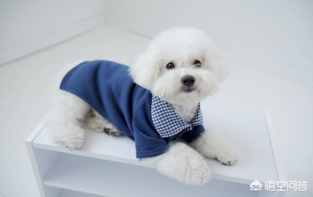 成年比熊犬好养吗:比熊犬有什么缺点，为什么有人说养得人更少了？