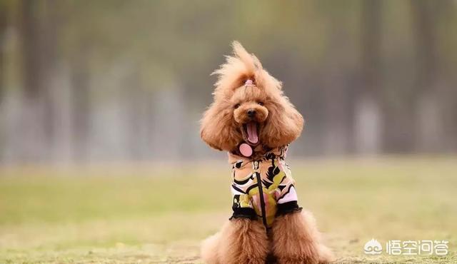 一个月贵宾犬图片欣赏:养一只巨贵犬是什么体验？