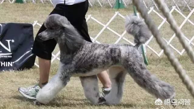 一个月贵宾犬图片欣赏:养一只巨贵犬是什么体验？