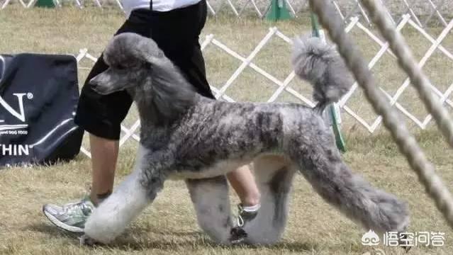 泰迪犬图片大全:泰迪犬究竟有什么优点，那么多人喜欢它？