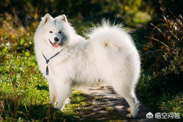 日本土佐犬打架:狗界的四疯三傻是哪几种狗狗？ 土佐犬打架视频