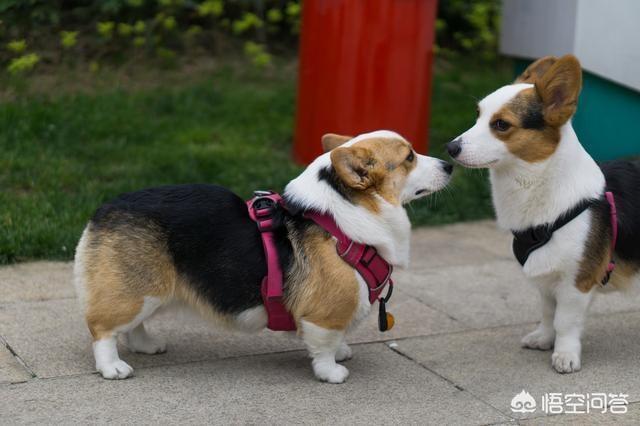 格陵兰犬是哈士奇吗:格陵兰犬是不是哈士奇 哈士奇发情后多少天配种才合适呢？