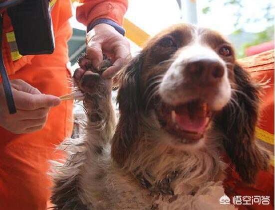 地震救援搜救犬:什么品种的狗狗最适合做搜救犬？