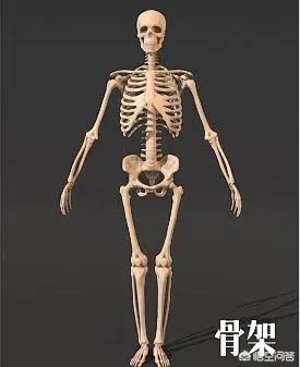 人体骨骼:漫威《X战警》中金刚狼体内的艾德曼合金骨骼可以自愈吗