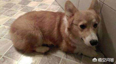 听话的柯基犬怎么训练:惩罚柯基犬，你一般是用什么方法？