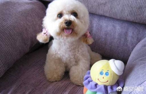 贵宾犬论坛:贵宾犬一生中会有什么心愿？
