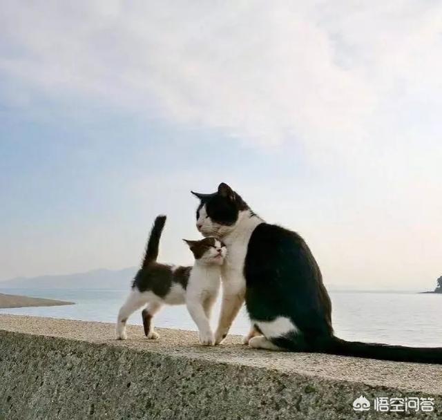 两只超萌猫咪图片:你有没有拍到有趣的猫咪照片，分享一下？