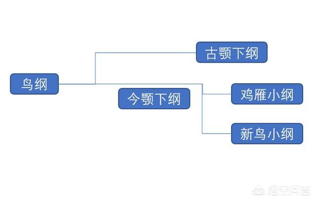 什么生物可以在地上跑，在水里游，在天上飞？:天上飞的动物 第1张