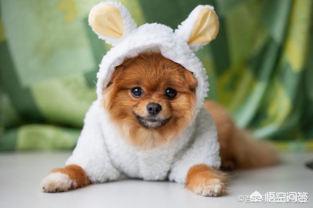 小博美犬不能吃什么食物:博美犬有什么缺陷？饲养时要注意什么？