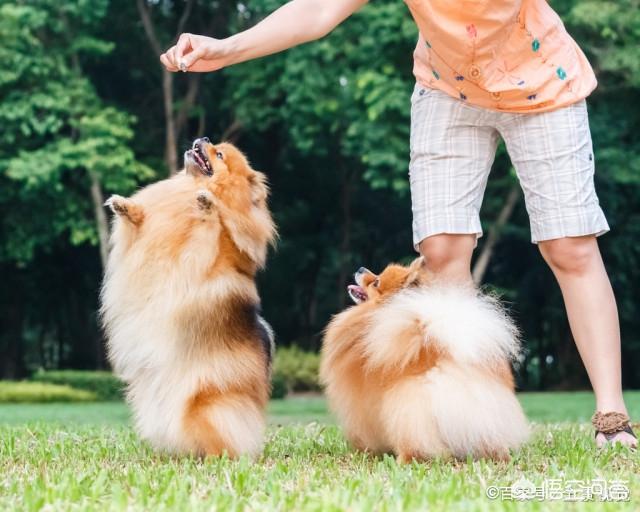 小博美犬不能吃什么食物:博美犬有什么缺陷？饲养时要注意什么？
