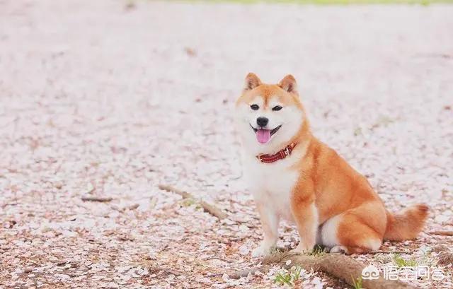 柴犬优缺点:中国的土狗和日本的柴犬比，输在那里？ 柴犬优缺点分析
