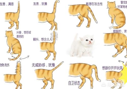 猫咪尾椎骨处皮肤变黑:猫尾巴逐渐变细的猫是什么品种？