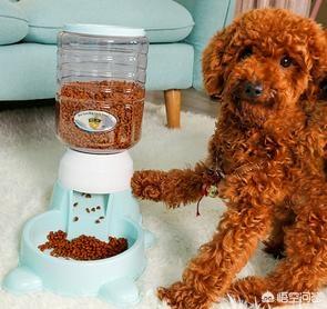 快乐到家贵宾狗图片:贵宾犬为什么偏偏有狗窝不睡，非得要睡床呢？