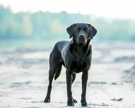 拉布拉多犬多钱怎么样:为什么买黑色拉布拉多犬要更多钱？