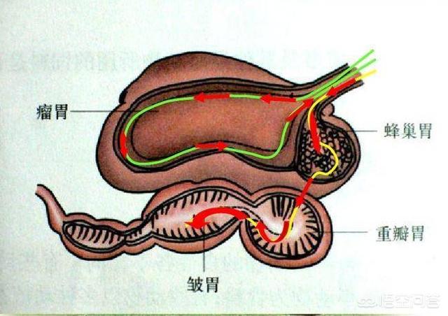 长翅膀的猫咪竟然真实存在:人类进化可以长出肉翅膀吗？ 长翅膀的猫咪是真的吗