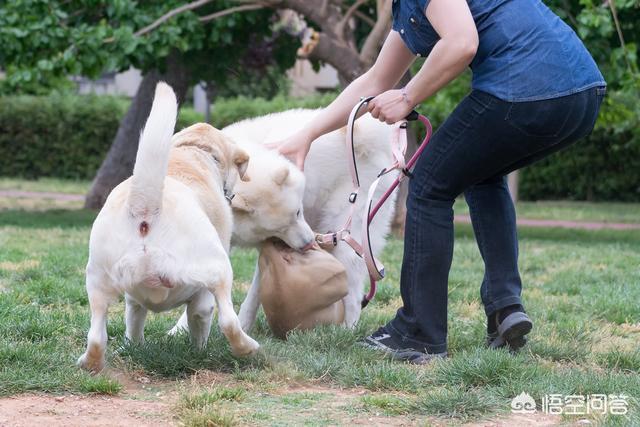 斗牛犬打架视频:哈士奇、金毛、拉布拉多打架哪个厉害？