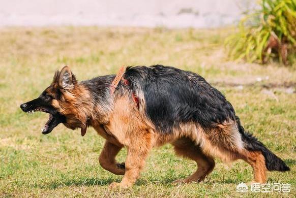 波士顿梗犬尾巴:老人说，尾巴弯下去的狗不能养，是真的吗？