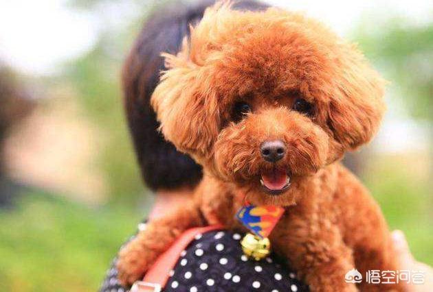 贵宾犬的图片欣赏:贵宾犬养得好不好，如何辨别可以一目了然？