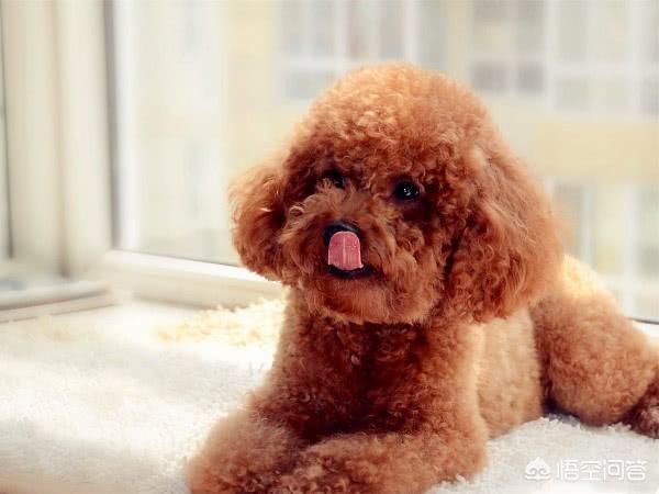 狗狗佝偻病症状:狗狗缺钙的症状是内八吗，狗狗内八明显是缺钙吗？