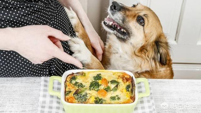 狗狗不能吃的食物:有什么食物会让狗狗有生命危险而不能喂食的？