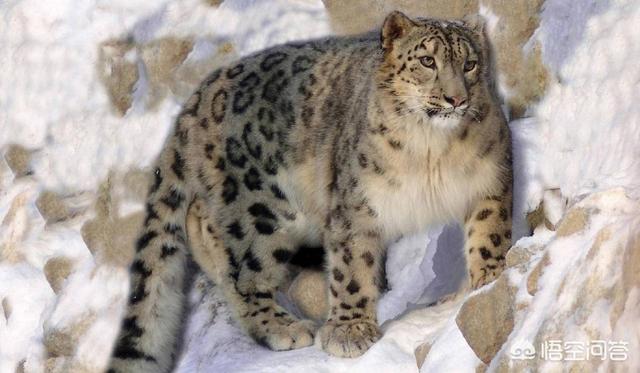 小桑藏獒养殖基地:原生藏獒在高原上流浪会饿死吗？为什么？