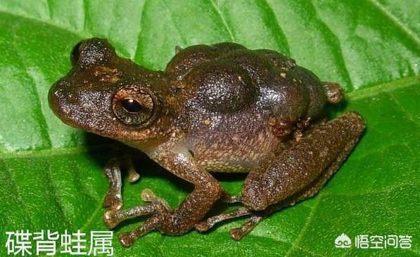冷血动物有哪些热血动物有哪些:为什么冷血动物都没有感情？