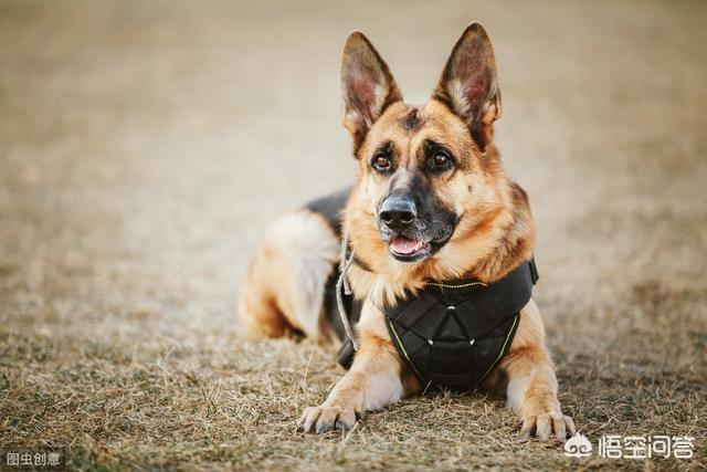 大头德牧牧羊犬:如何辨别一只标准的德国牧羊犬？