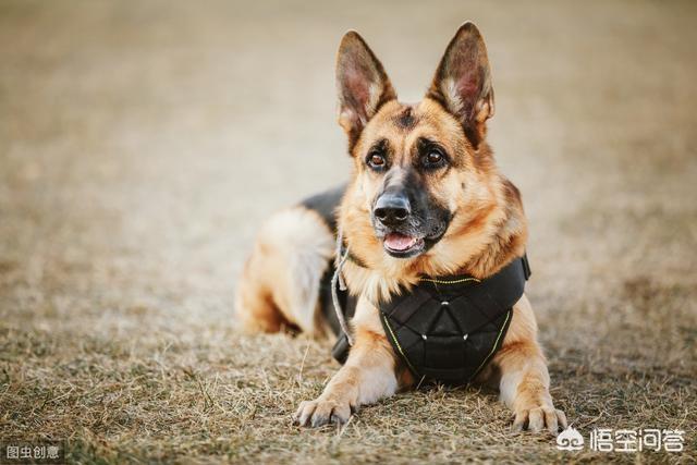 德牧幼犬图片:有人很喜欢德牧，那么喜欢德牧的理由是什么？