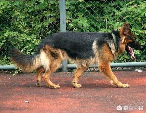 大头德牧牧羊犬:如何辨别一只标准的德国牧羊犬？