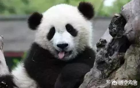 蚩尤骑熊猫:网上很多人说蚩尤打仗时骑着熊猫，出处在哪里？