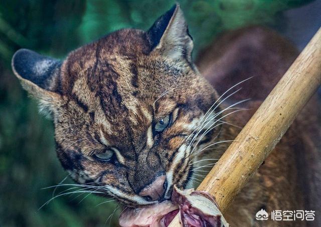 猞猁图片:神秘的猫科动物，亚洲金猫即将灭绝，为何人类尽力挽救也没有用？