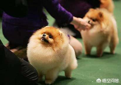 博美狗图片:新手饲养博美犬需要知道哪些事？