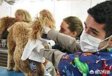 挤肛门腺了:柯基犬多久挤一次肛门腺？怎么挤？