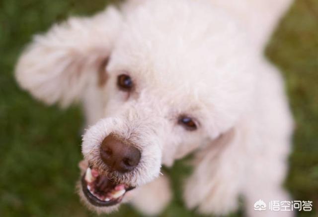 贵宾犬图片:饲养贵宾犬，有什么需要注意的吗？