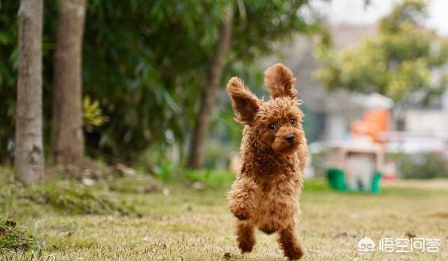 贵宾犬图片:饲养贵宾犬，有什么需要注意的吗？