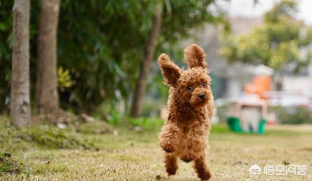 贵宾犬图片:为什么有的人不愿意养贵宾犬？