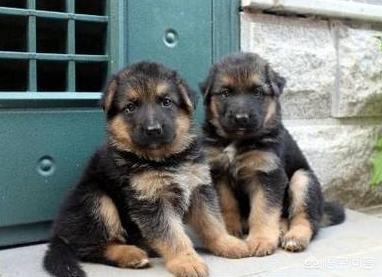 小柴犬图片小时候:柴犬的魅力到底有多大？你为什么养柴犬？
