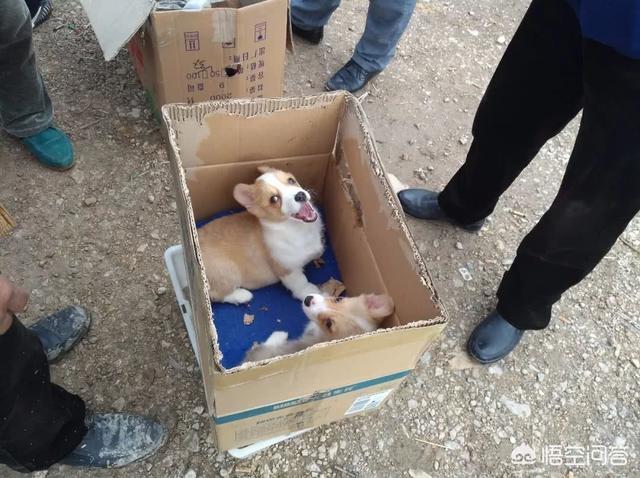网红柯基图片:柯基犬有什么缺点，家里饲养好不好？