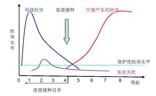 猪的防疫疫苗种类:仔猪,育肥猪都需要打哪些疫苗？