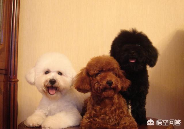 卷毛比雄犬和泰迪区别:泰迪犬和比熊犬相比，为什么泰迪犬更值得养？