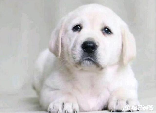 拉布拉多犬视频:养拉布拉多的过程中，哪些行为是在“害死”它？ 拉布拉多犬视频播放