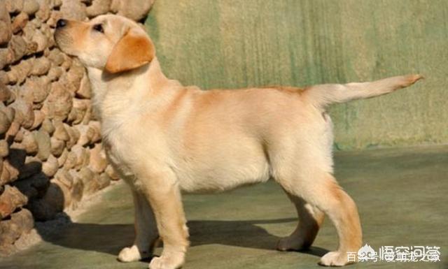 拉布拉多犬视频:养拉布拉多的过程中，哪些行为是在“害死”它？ 拉布拉多犬视频播放
