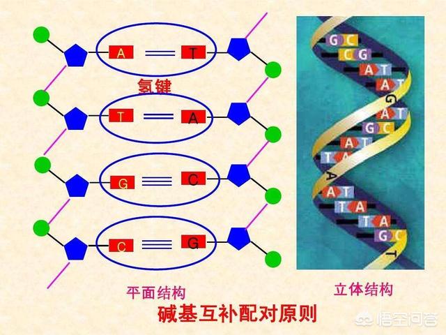 非常进化:生物自然进化速度有没有可能越来越快？为什么？