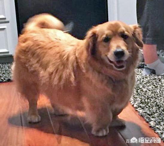 哥顿雪达犬小时候图片:为什么巴哥犬那么少人养？你知道其中的原因吗？