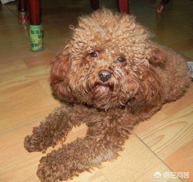 名狗图片taidi:名狗图片大全 为什么都不建议养泰迪犬？