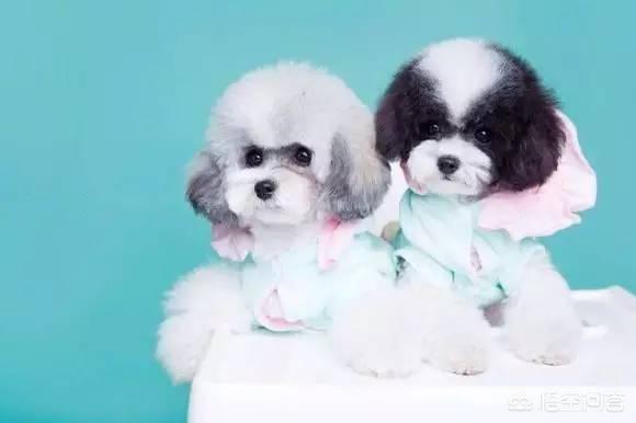 一个月贵宾犬图片欣赏:养一只巨贵犬是什么体验？